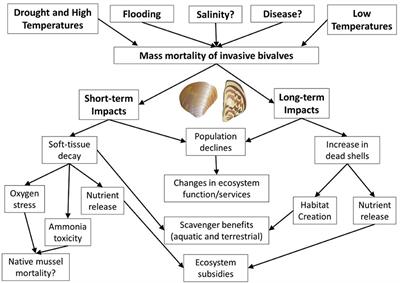 Mass Mortality Events of Invasive Freshwater Bivalves: Current Understanding and Potential Directions for Future Research